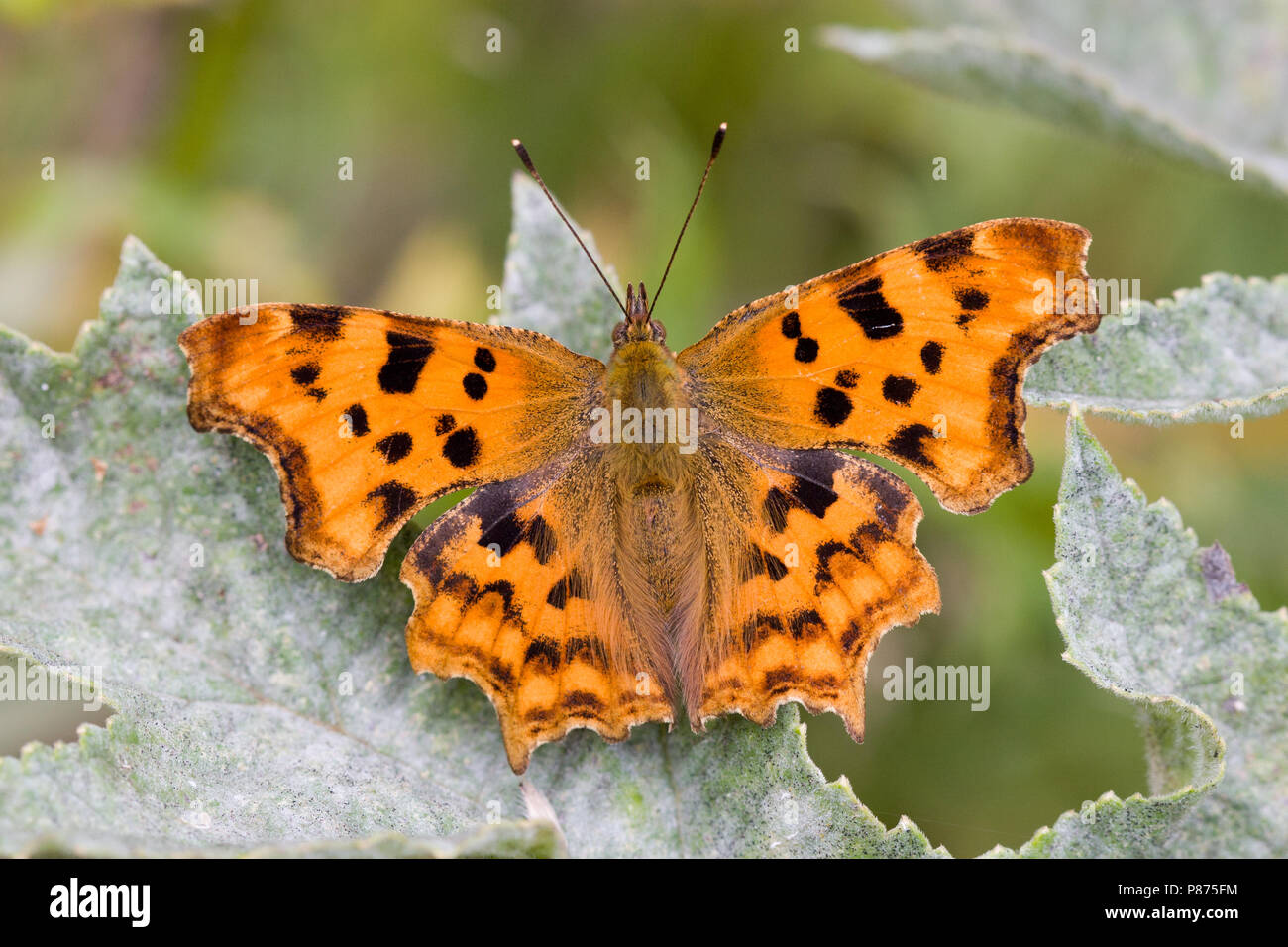 Comma butterfly, Polygonia c-album, UK Stock Photo - Alamy