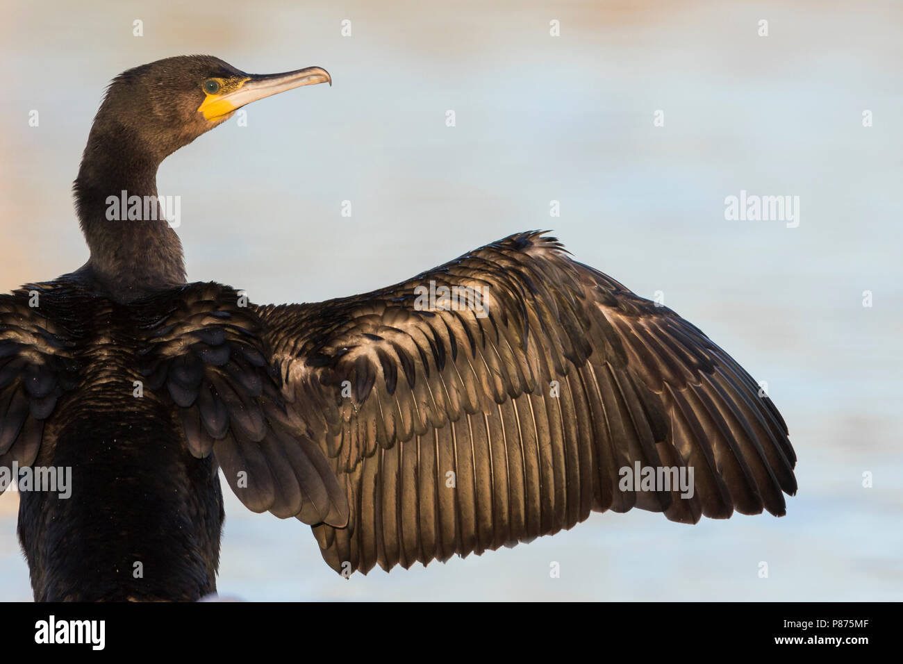 Phalacrocorax carbo ssp sinensis hi-res stock photography and images ...