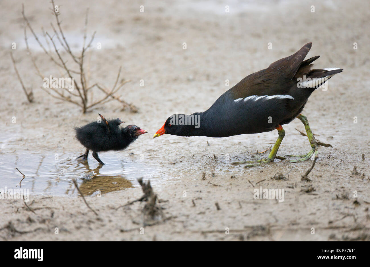 Waterhoen ouder voert kuiken, nestjong op modderige slikbodem; Common Moorhen parent feeds chick on wet muddy ground Stock Photo