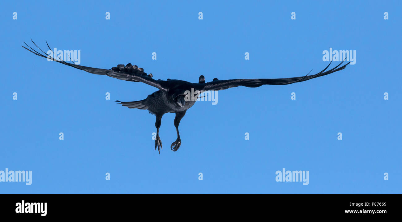 Kolk Rabe Common Raven - Kolkrabe - Corvus corax ssp. corax, Switzerland Stock ...