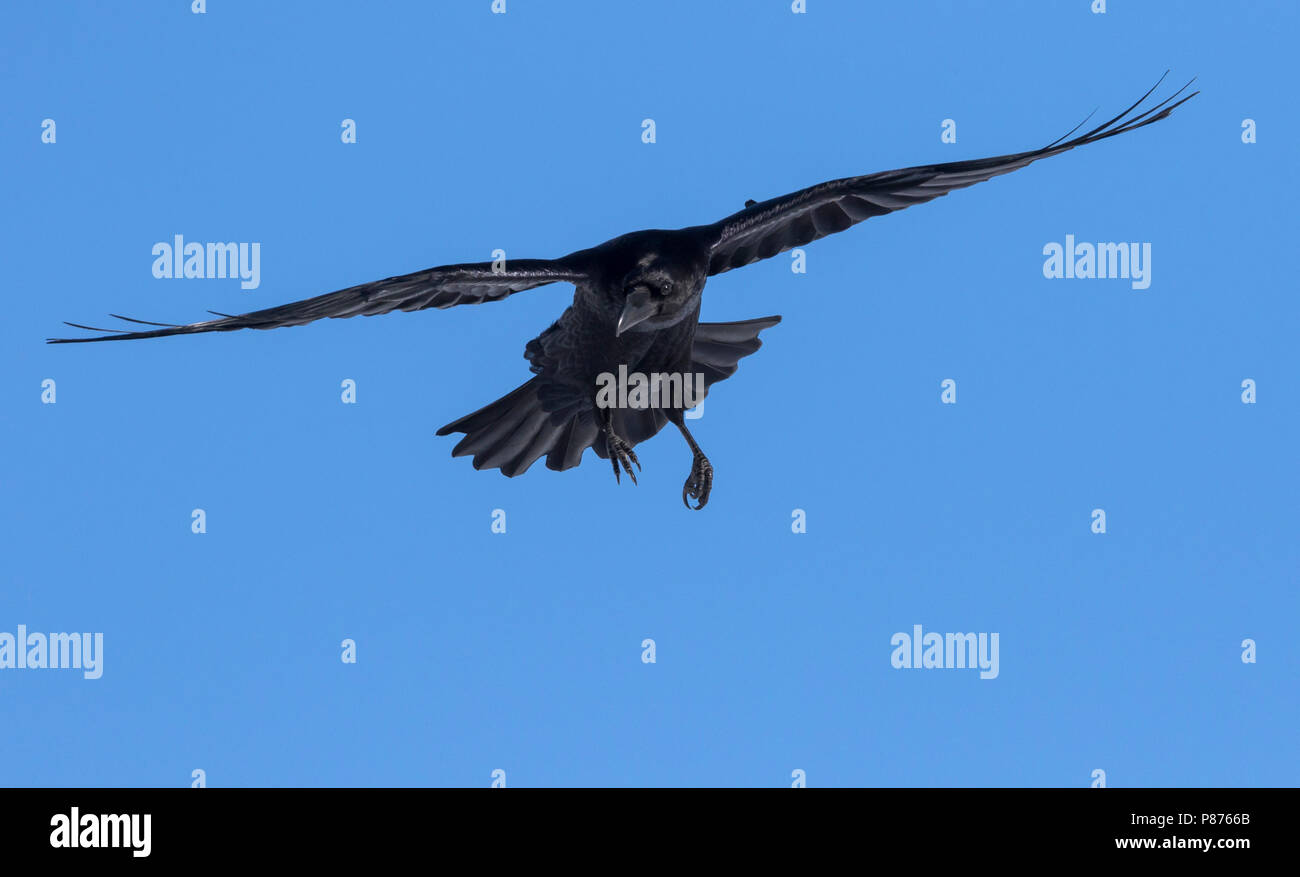 Kolk Rabe Common Raven - Kolkrabe - Corvus corax ssp. corax, Switzerland Stock ...