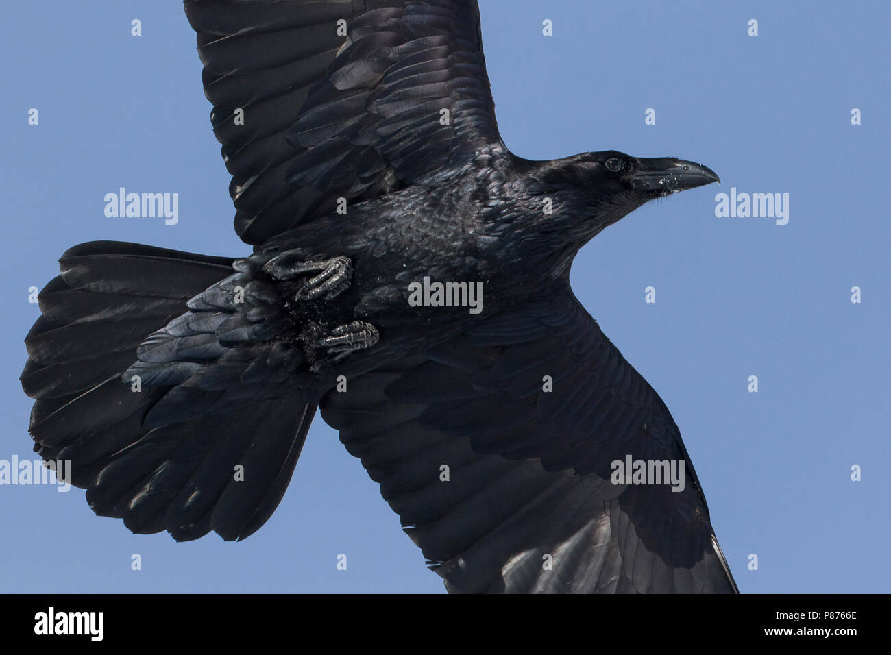 Kolk Rabe Common Raven - Kolkrabe - Corvus corax ssp. corax, Switzerland Stock ...