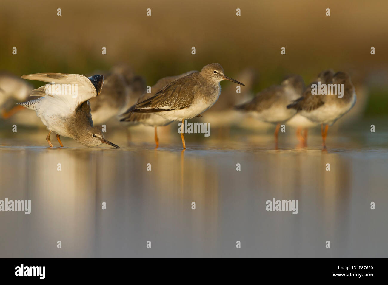 Common Redshank - Rotschenkel - Tringa totanus ssp. ussuriensis, Oman Stock Photo