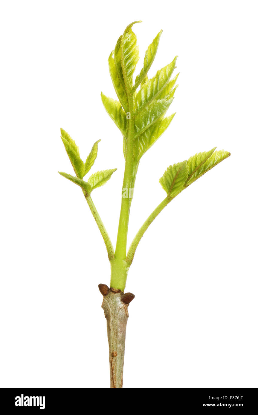 Ash sapling hi-res stock photography and images - Alamy