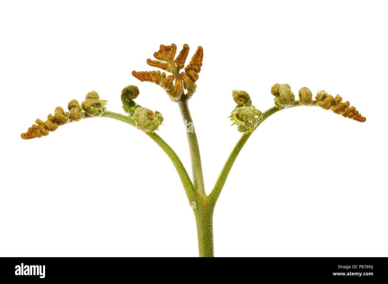 Bracken spiral hires stock photography and images Alamy