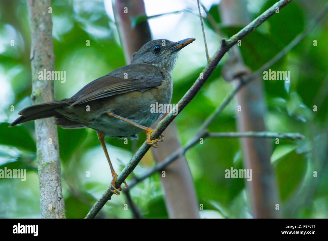 Comoro Thrush (Turdus bewsher) perched on a tree Stock Photo