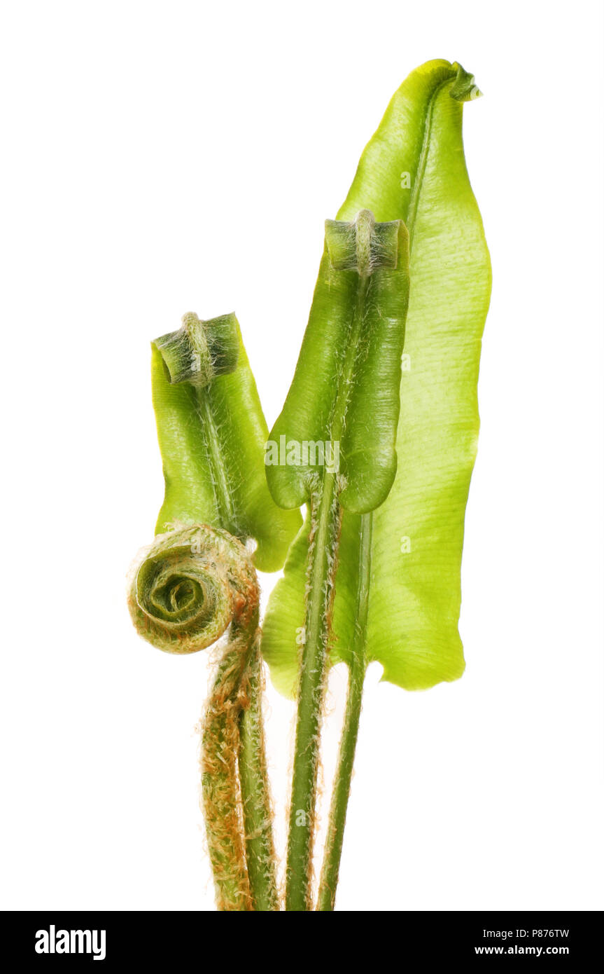 young hart's-tongue fern fronds isolated against white Stock Photo