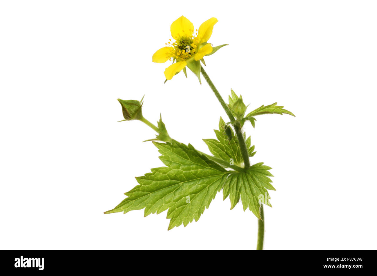 Herb Bennet, Geum urbanum, flower and foliage isolated against white Stock Photo