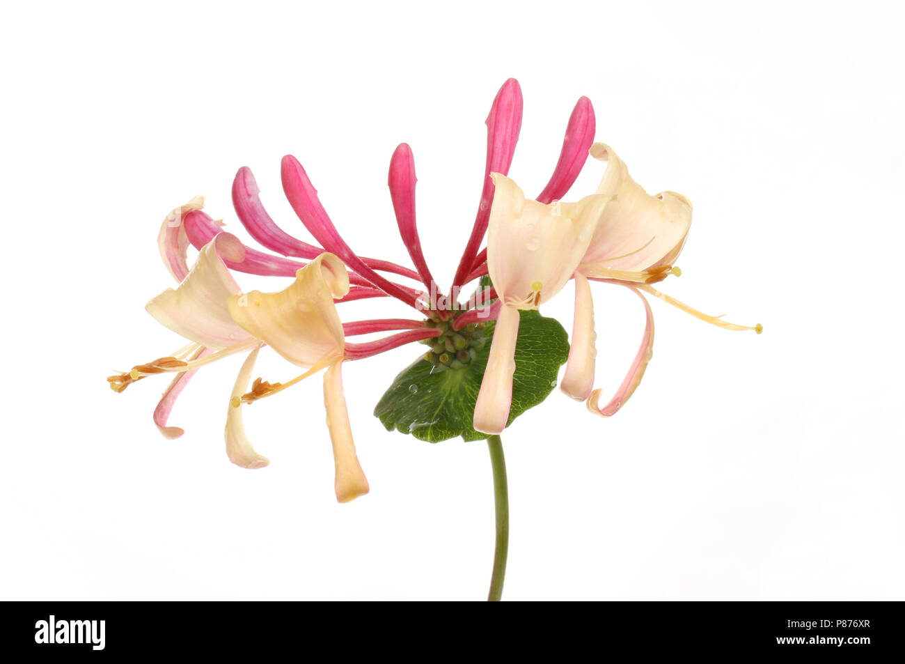 Honeysuckle flower and leaf isolated against white Stock Photo - Alamy