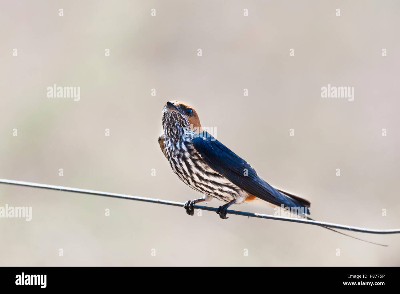 Lesser Striped Swallow (Hirundo abyssinica) perched at Kruger National Park in summer Stock Photo