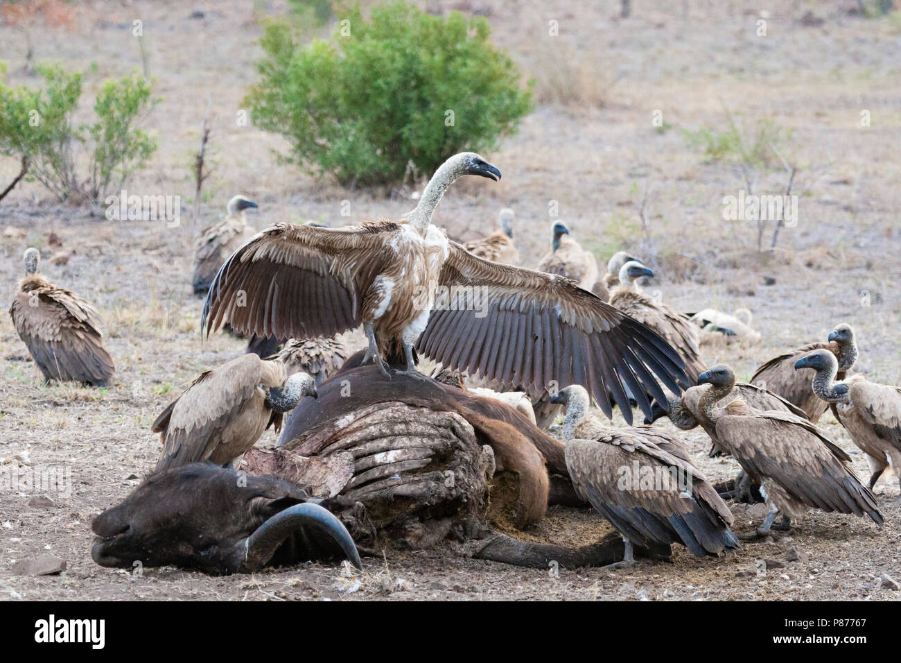African White-backed Vultures (Gyps africanus) flock feeding on African  Buffalo (Syncerus caffer) carcass at Kruger National Park in summer Stock  Photo - Alamy
