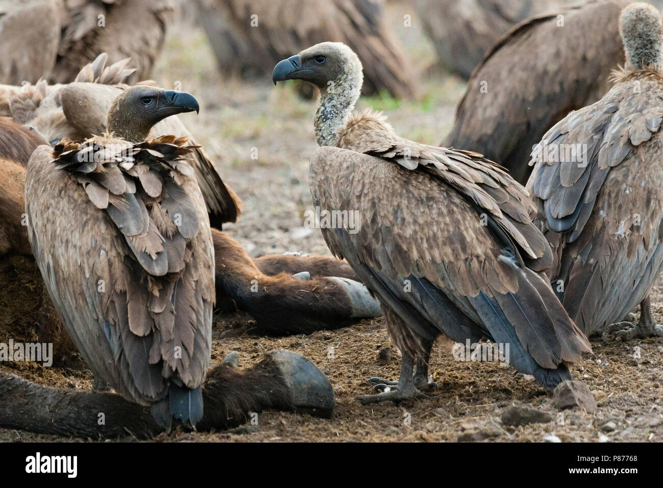 African White-backed Vultures (Gyps africanus) flock feeding on African Buffalo (Syncerus caffer) carcass at Kruger National Park in summer Stock Photo