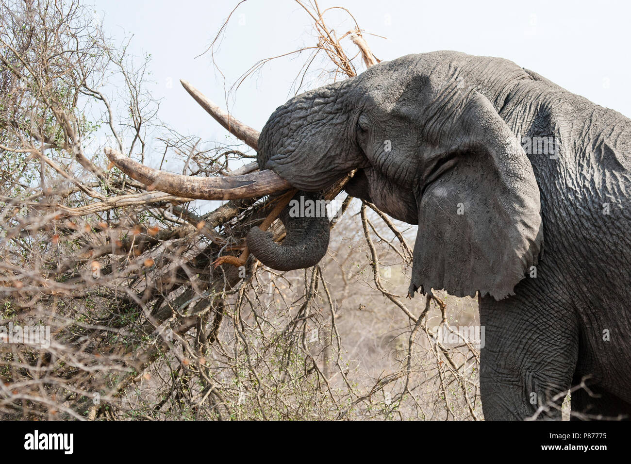 African elephant lifting tree hires stock photography and images Alamy