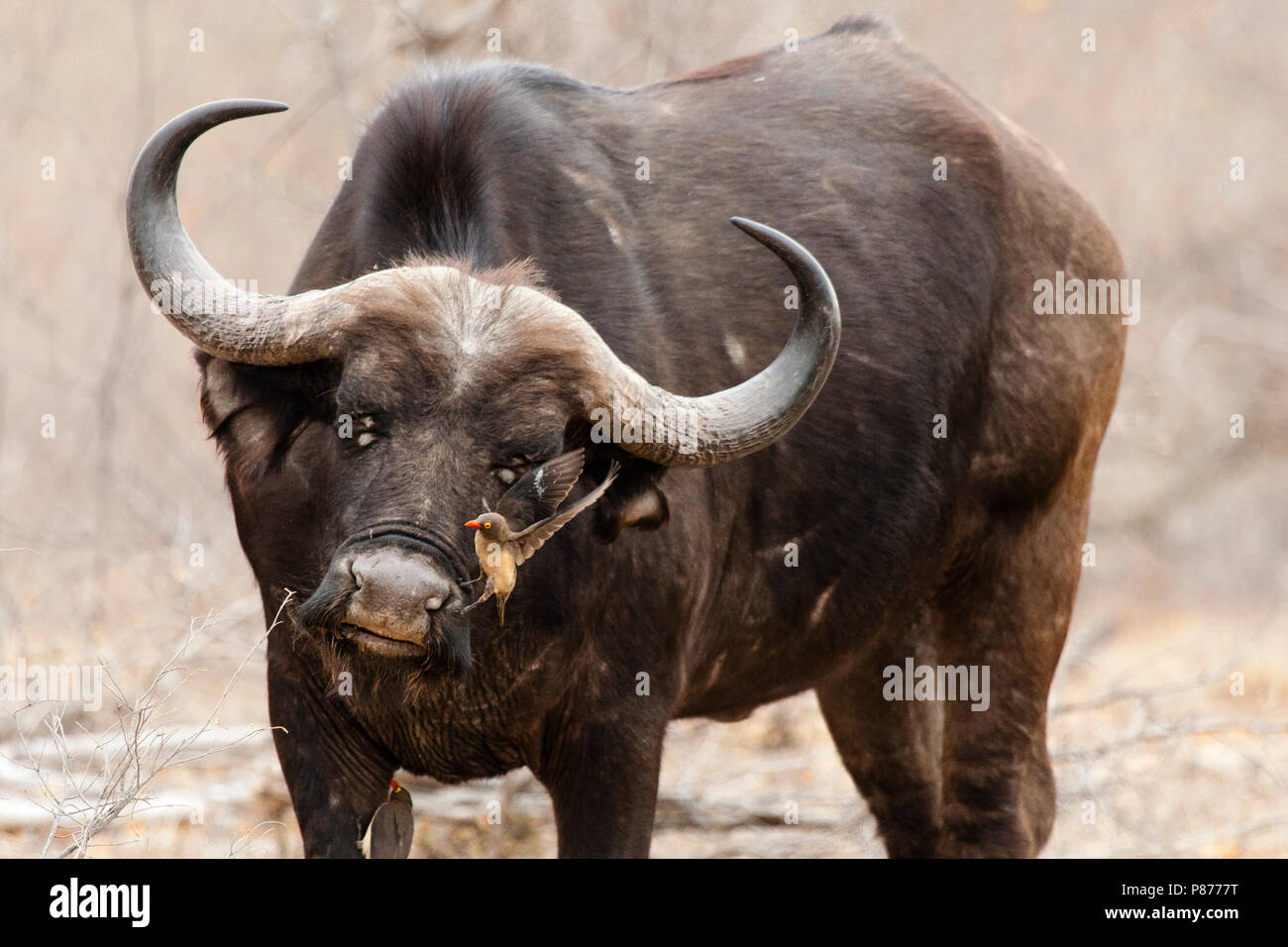 Red-billed Oxpecker (Buphagus erythrorhyn) perched on African Buffalo (Syncerus caffer) Stock Photo