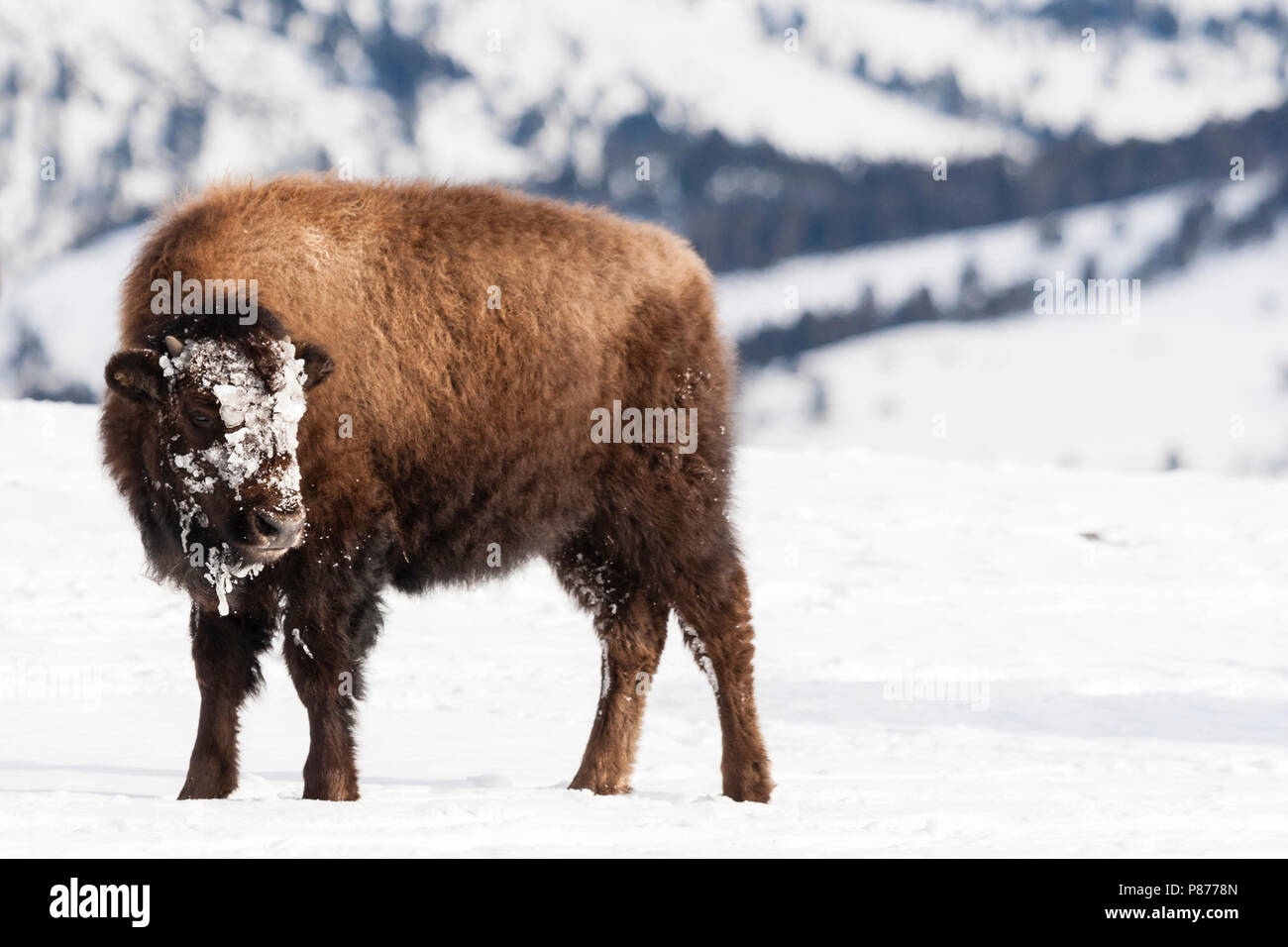 Bison Cal American bison calf hi-res stock photography and images - Alamy