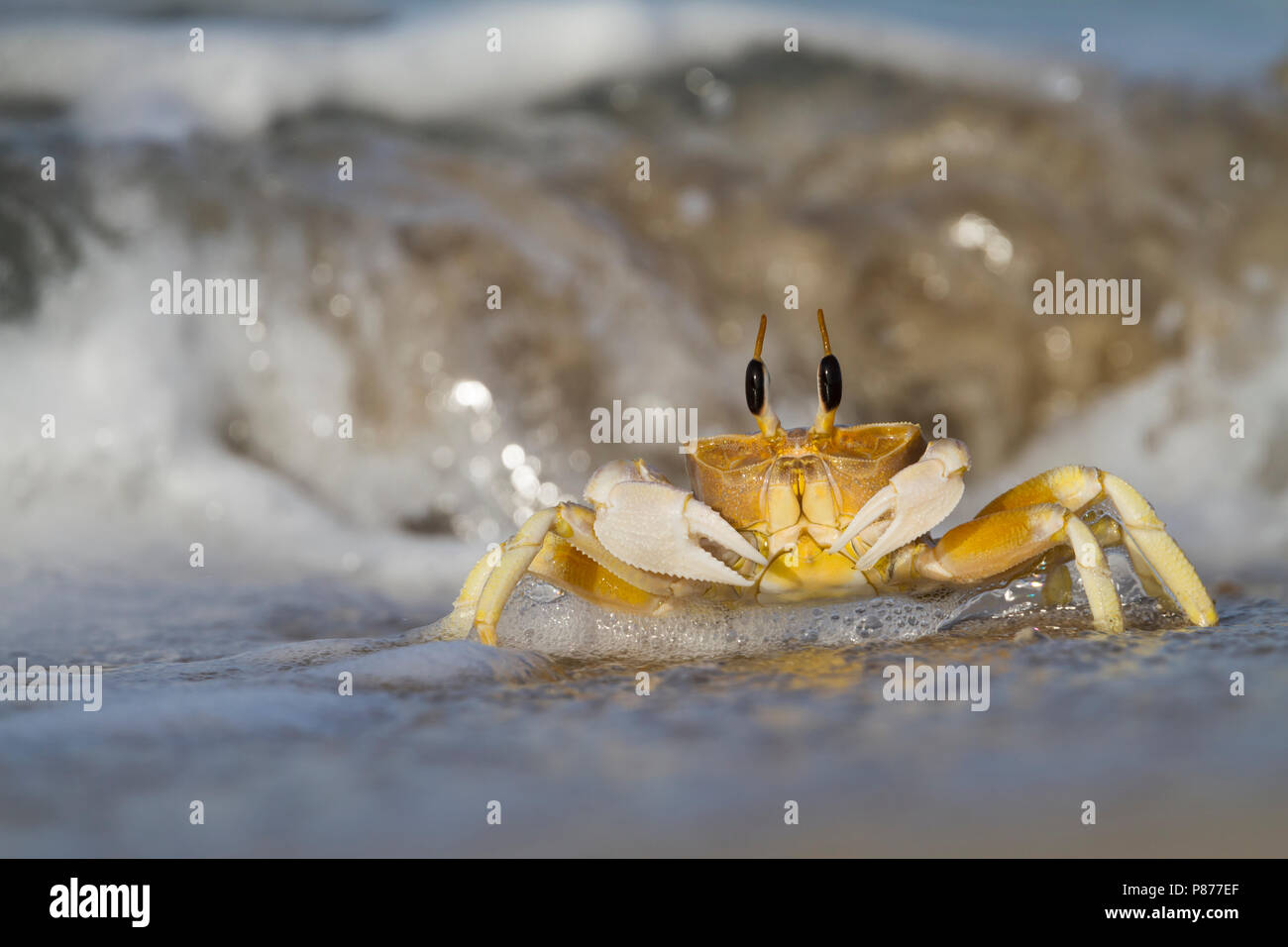 Crab foraging on the beach in Oman Stock Photo