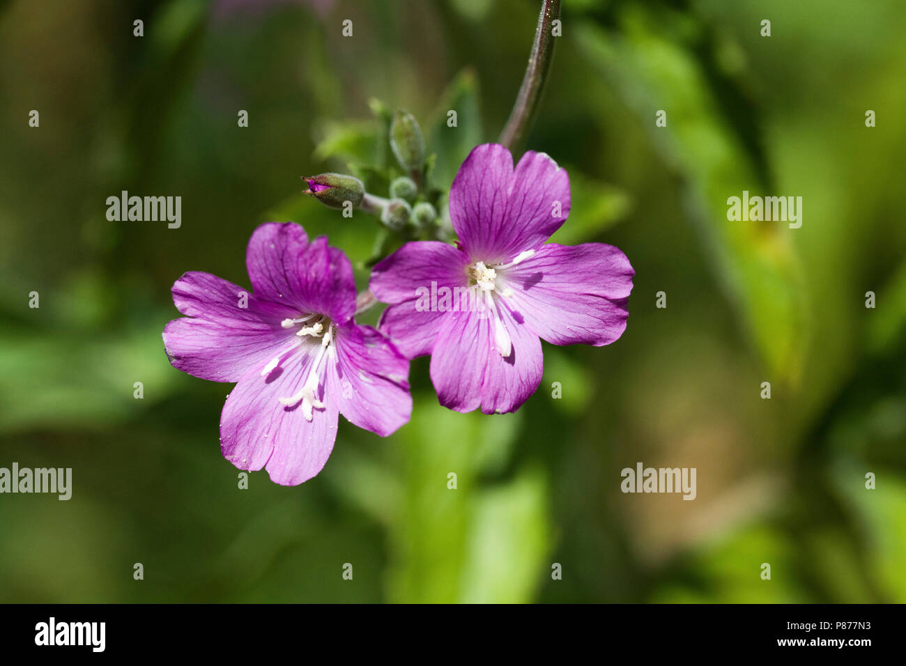 Great Willow Herb Flowers Close Up Stock Photo