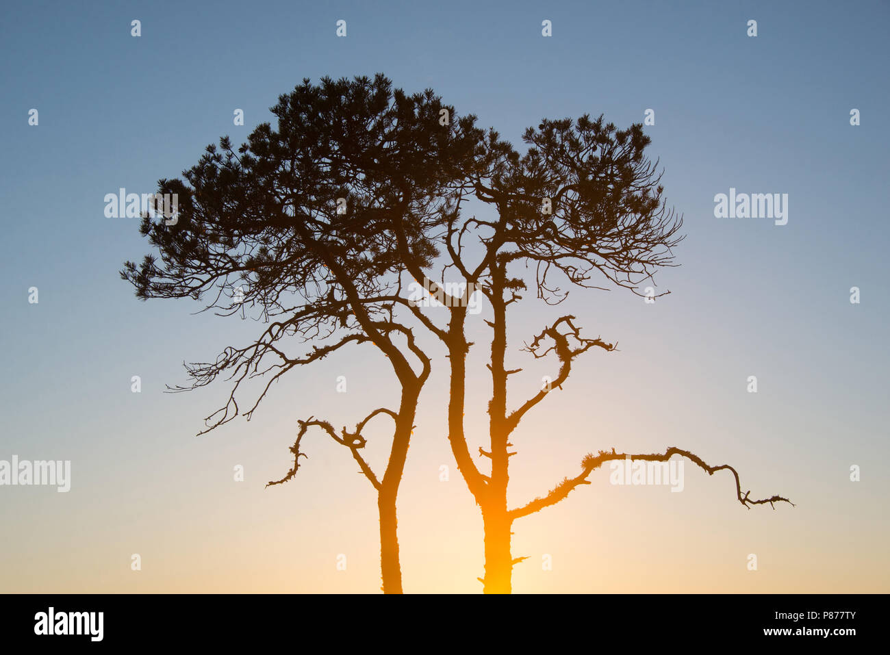 Pinus sylvestris - My sunrise tree. Torronsuo National Park, Finland. Stock Photo