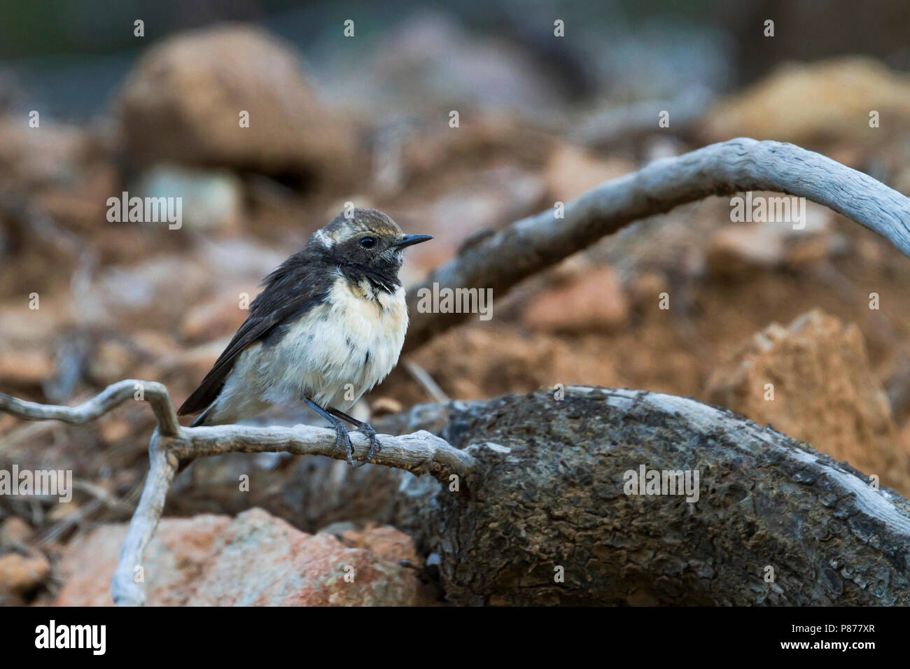 Cyprus Wheatear - Zypernsteinschmätzer - Oenanthe cypriaca, Cyprus, adult female Stock Photo