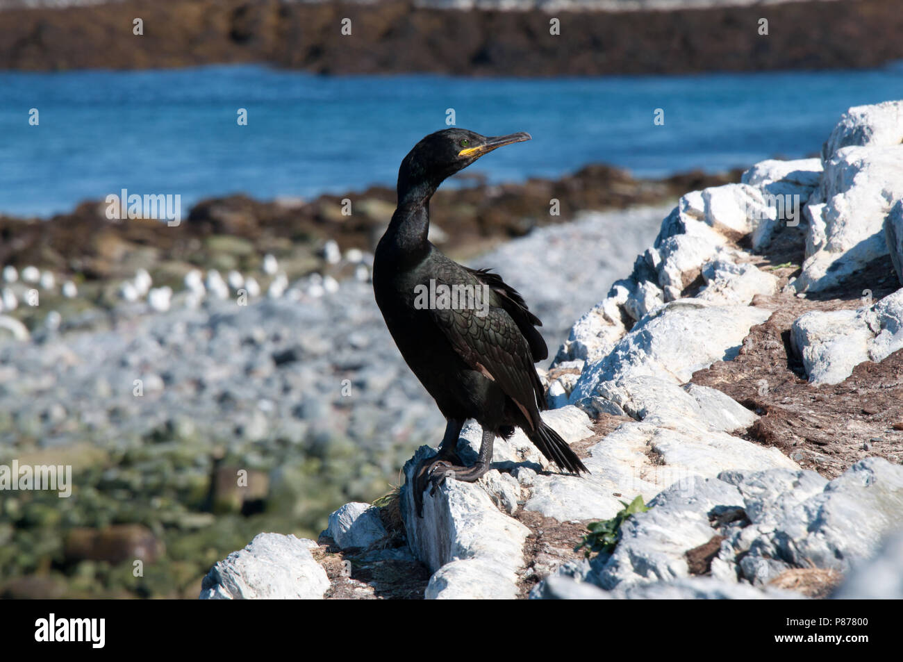 Phalacrocorax aristotelis. Hornøya, Vardø, Norway. Stock Photo