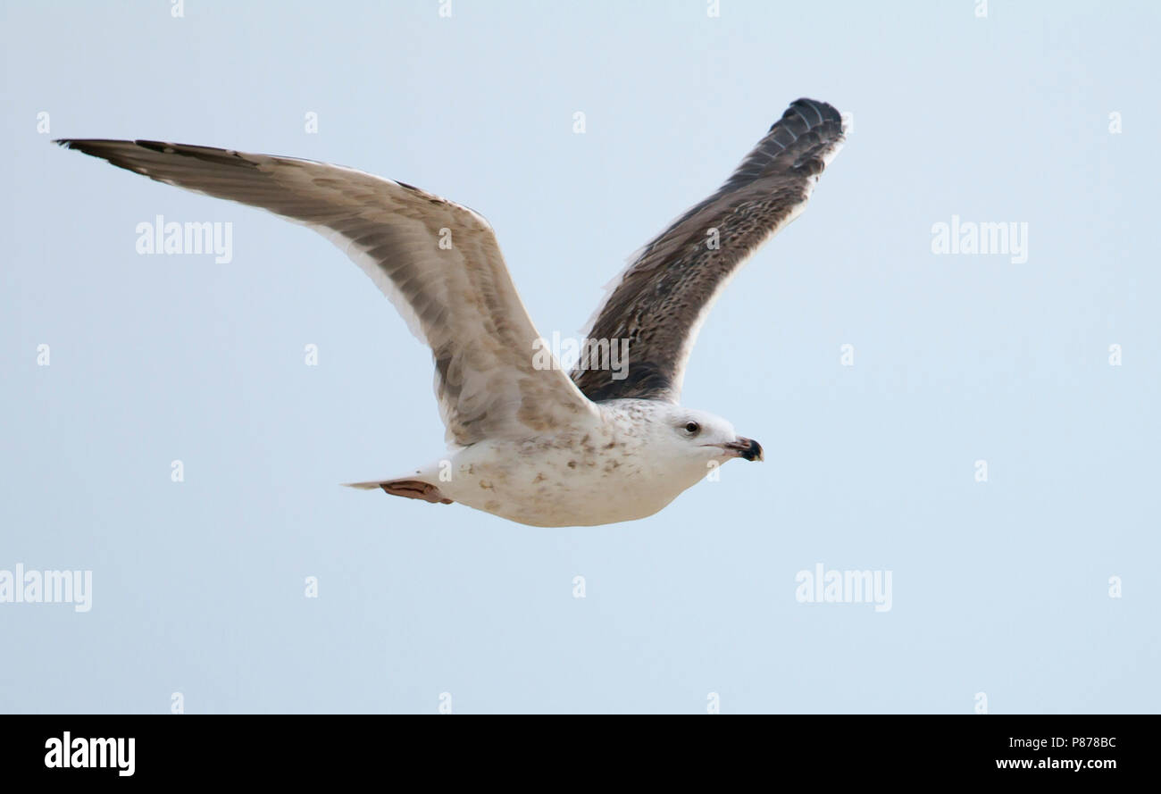 Great Black-backed Gull - Mantelmöwe - Larus marinus, Germany, 1st W Stock Photo