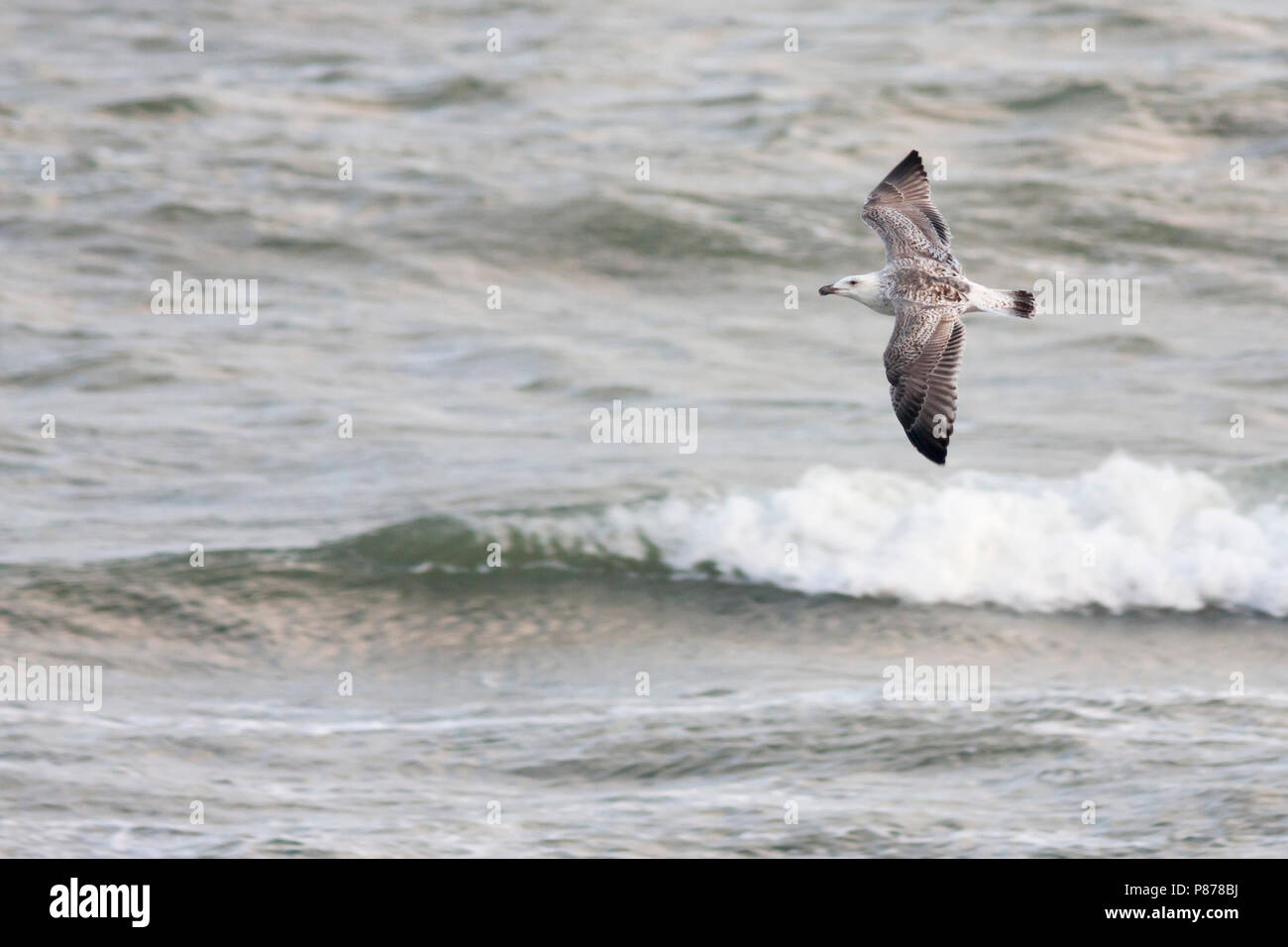 Great Black-backed Gull - Mantelmöwe - Larus marinus, Germany, adult, 2er W Stock Photo