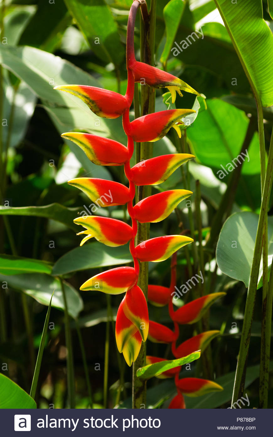 Crab Claw Flower Stock Photos & Crab Claw Flower Stock Images Alamy