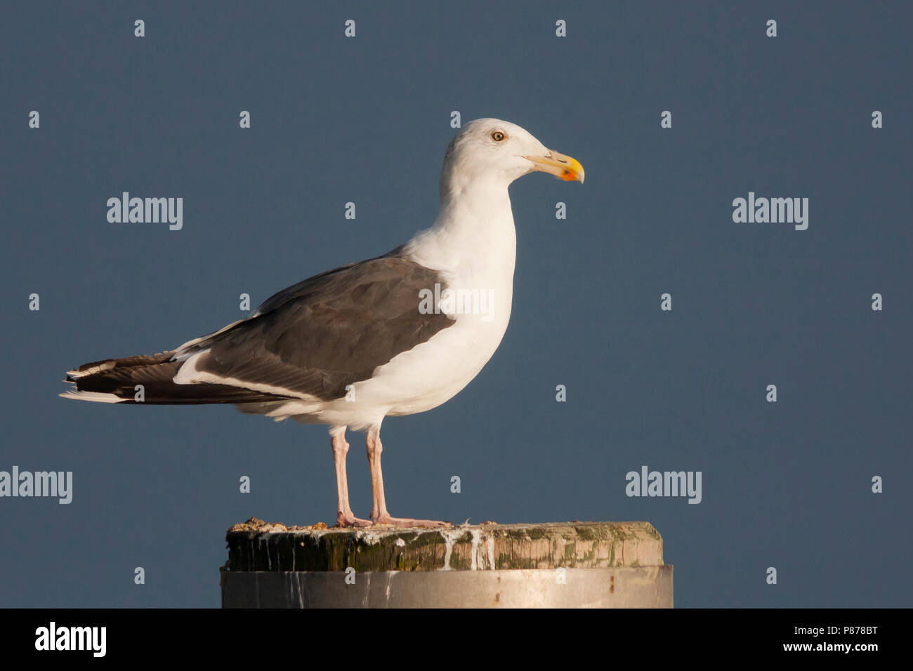 Great Black-backed Gull - Mantelmöwe - Larus marinus, Germany, adult Stock Photo