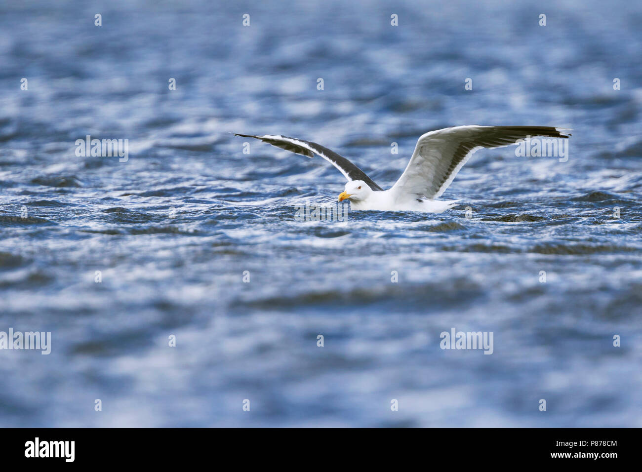 Great Black-backed Gull - Mantelmöwe - Larus marinus, Germany, adult Stock Photo