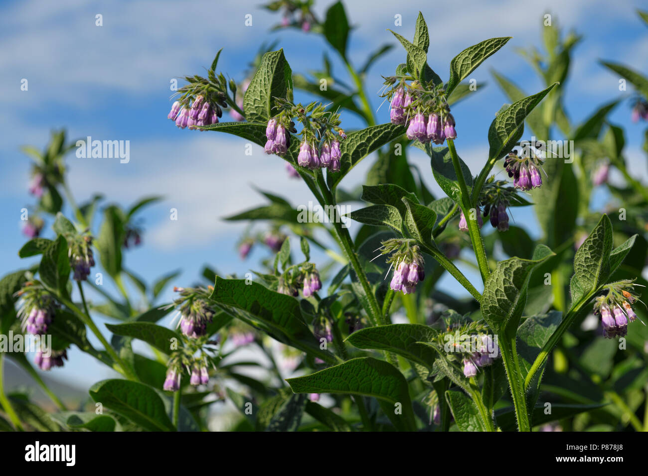 Purple Common Comfrey flowers at North Connel Scotland UK beside the Oban Airport Stock Photo