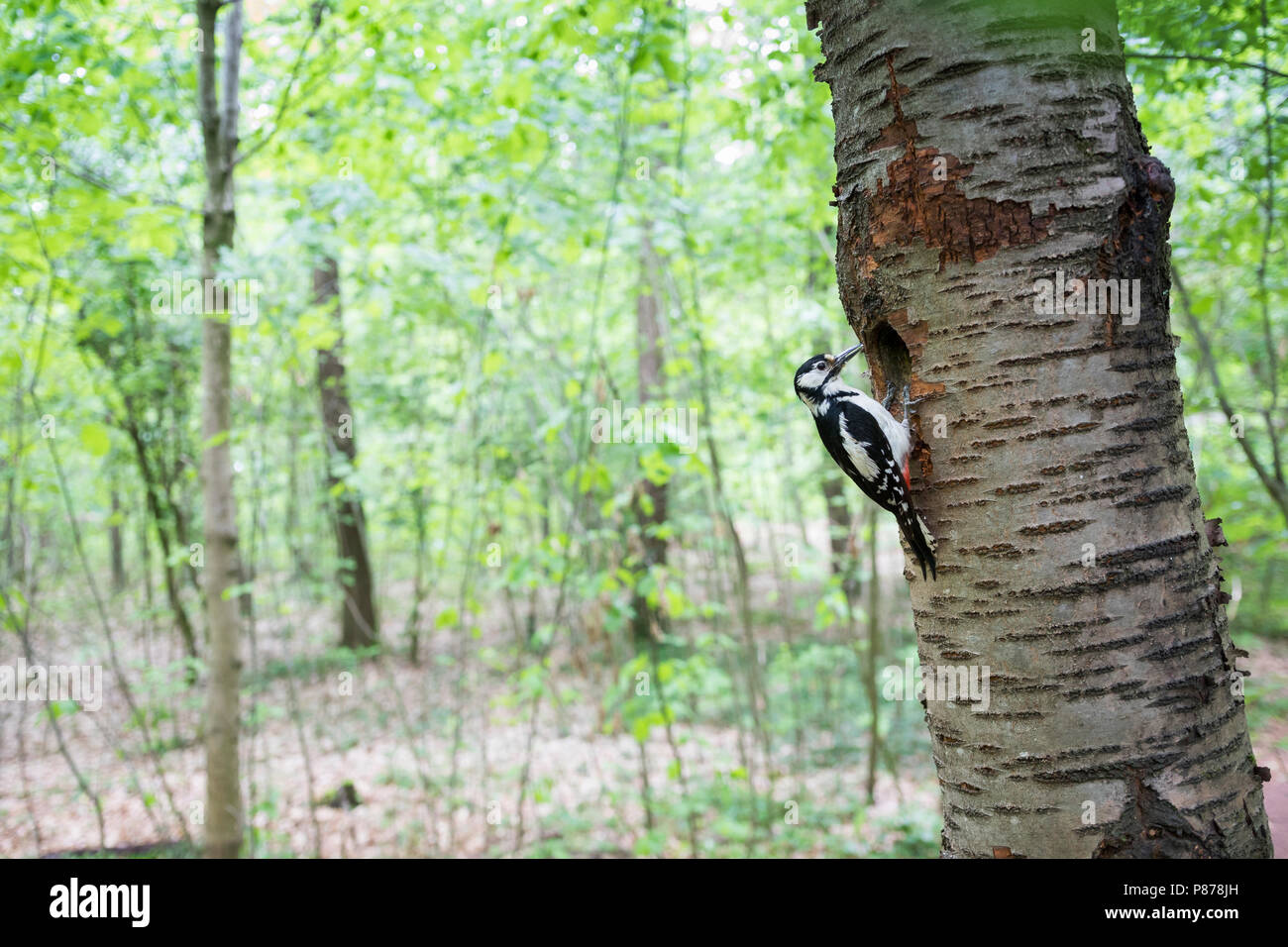 Great Spotted Woodpecker - Buntspecht - Dendrocopos major ssp. pinetorum, Germany, adult female Stock Photo