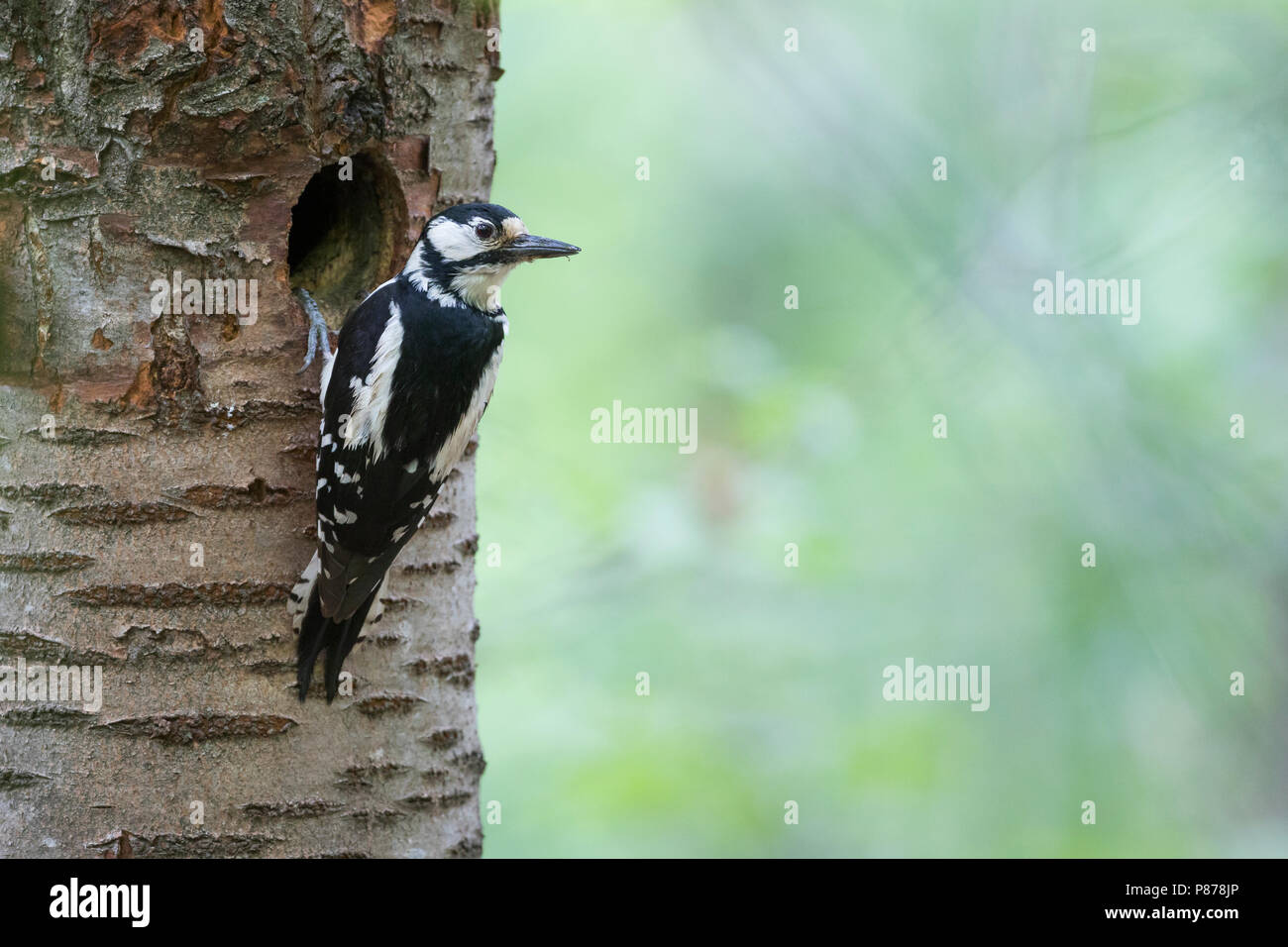 Great Spotted Woodpecker - Buntspecht - Dendrocopos major ssp. pinetorum, Germany, adult female Stock Photo