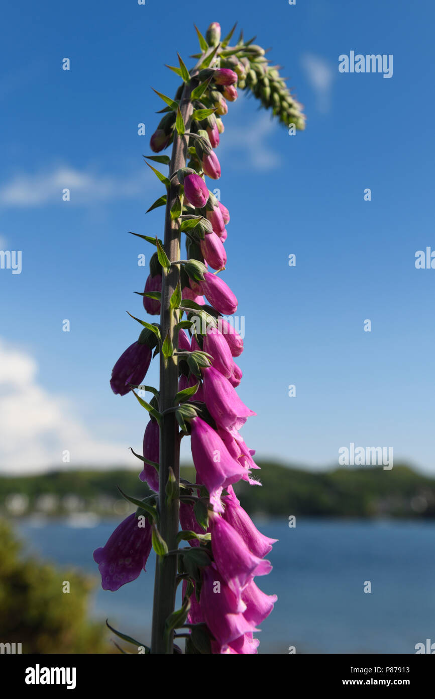 Single column of purple Foxglove flowers at Loch Etive on Ardmucknish Bay at North Connel Scotland UK beside the Oban Airport Stock Photo