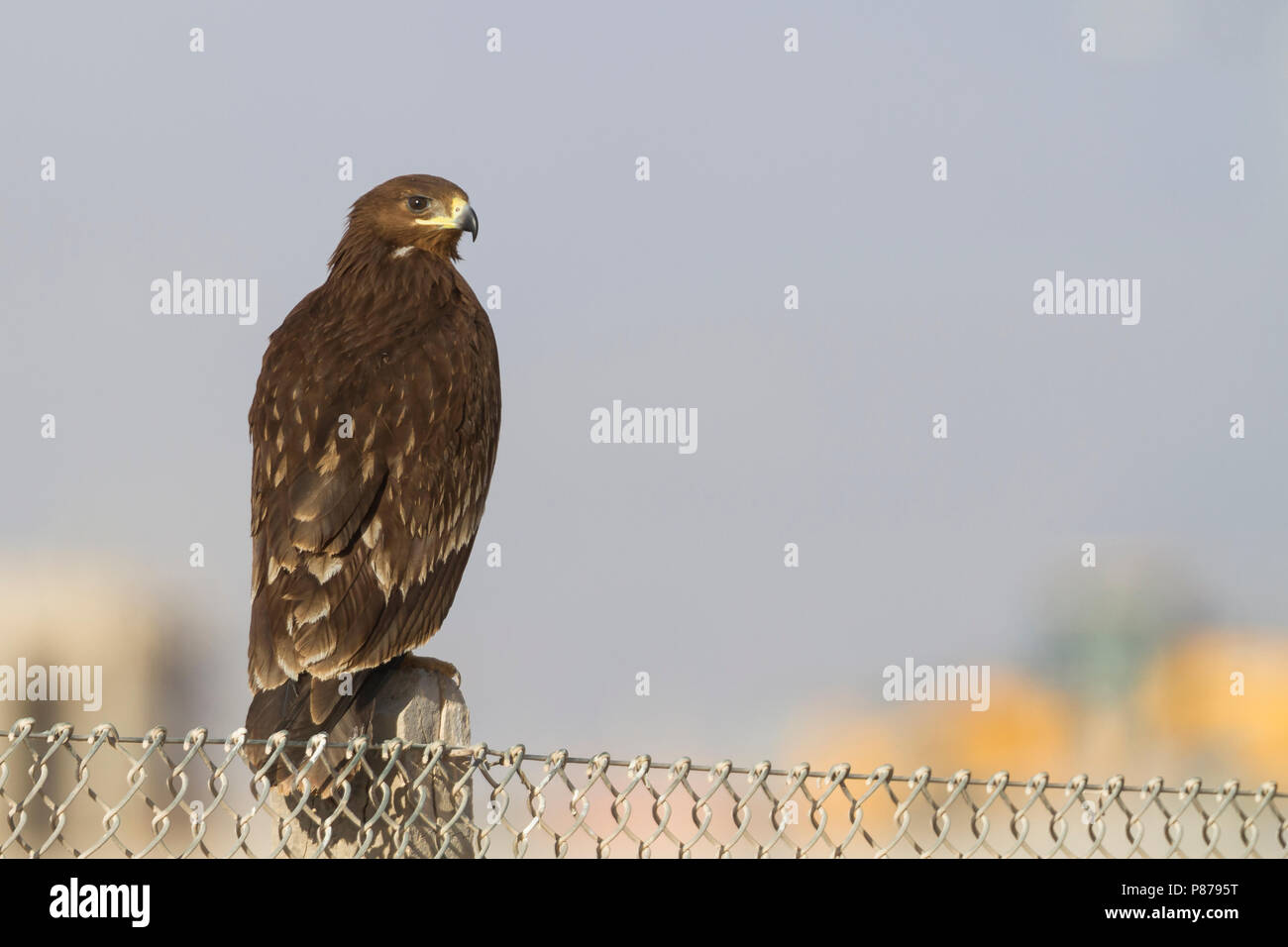Greater Spotted Eagle - Schelladler - Aquila clanga, Oman, 2nd cy Stock Photo