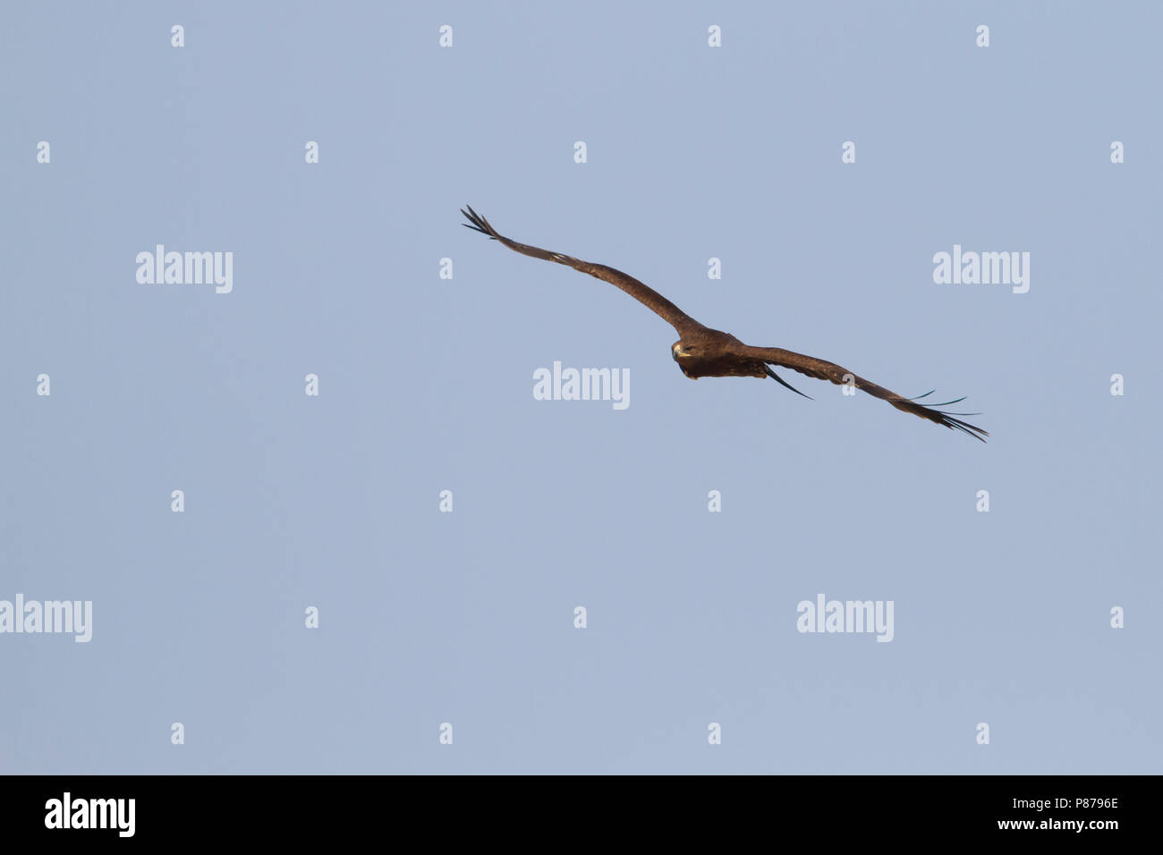 Greater Spotted Eagle - Schelladler - Aquila clanga, Oman, subadult Stock Photo