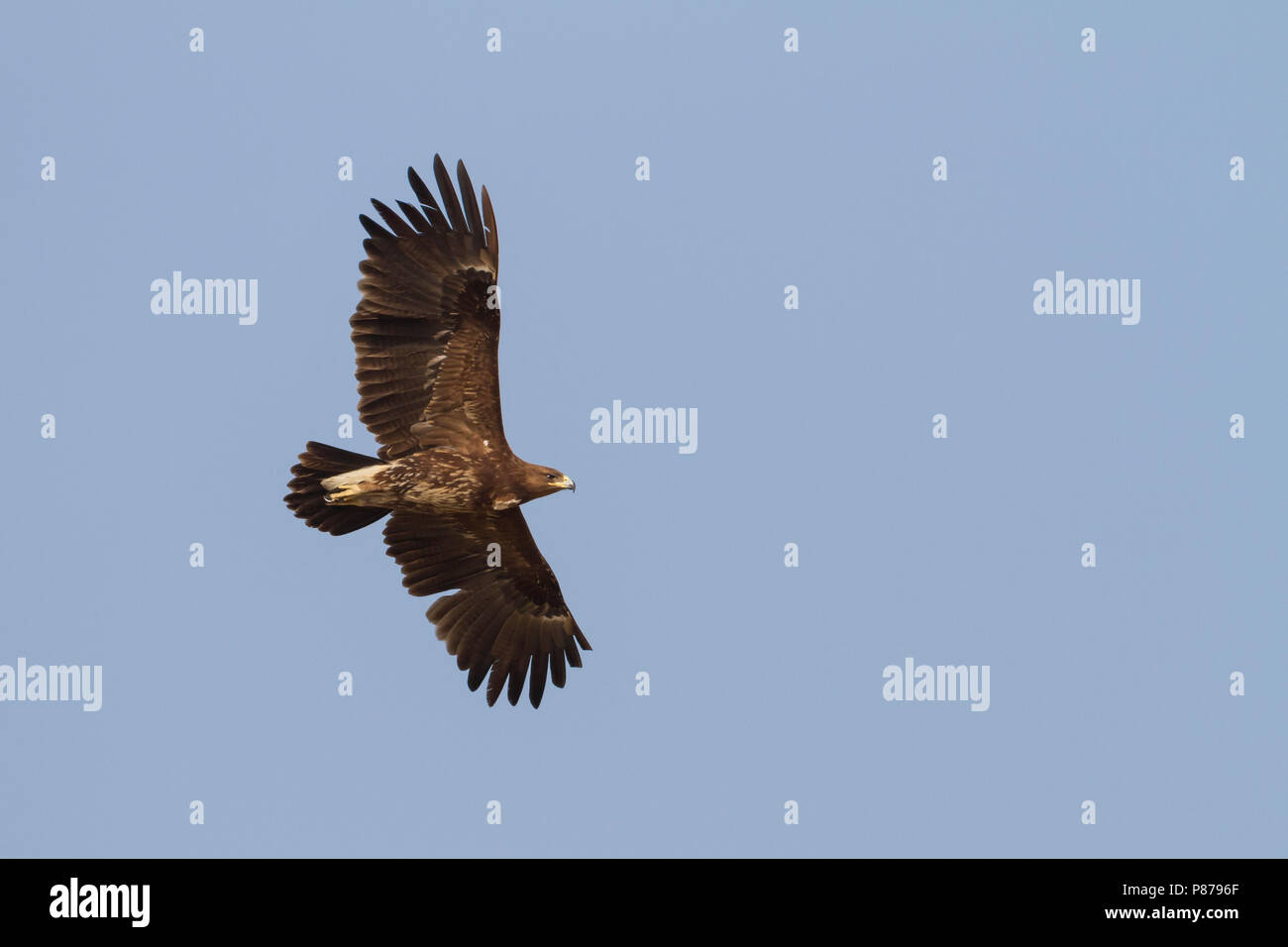 Greater Spotted Eagle - Schelladler - Aquila clanga, Oman, subadult Stock Photo