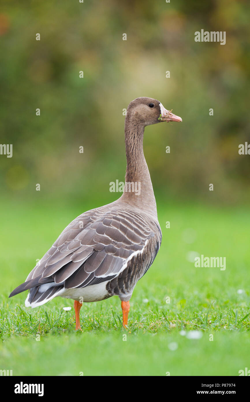 greater-white-fronted-goose-anser-albifrons-ssp-albifrons-germany