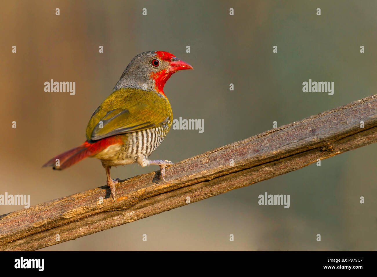 Green-winged Pytilia (Pytilia melba) perched on a branch. Stock Photo