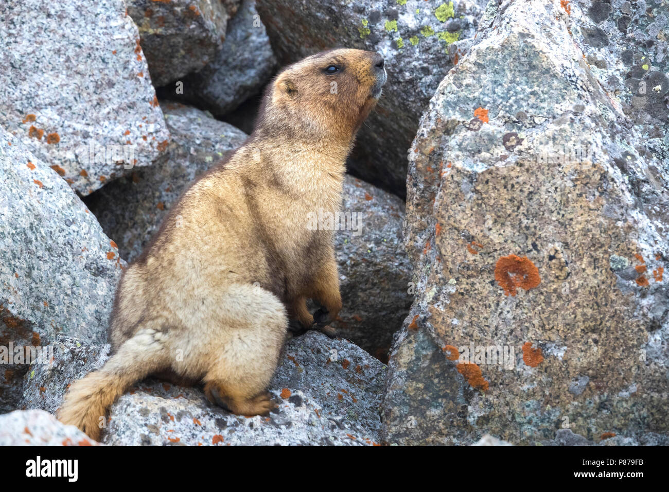 Grey Marmot; Marmota baibacina Stock Photo