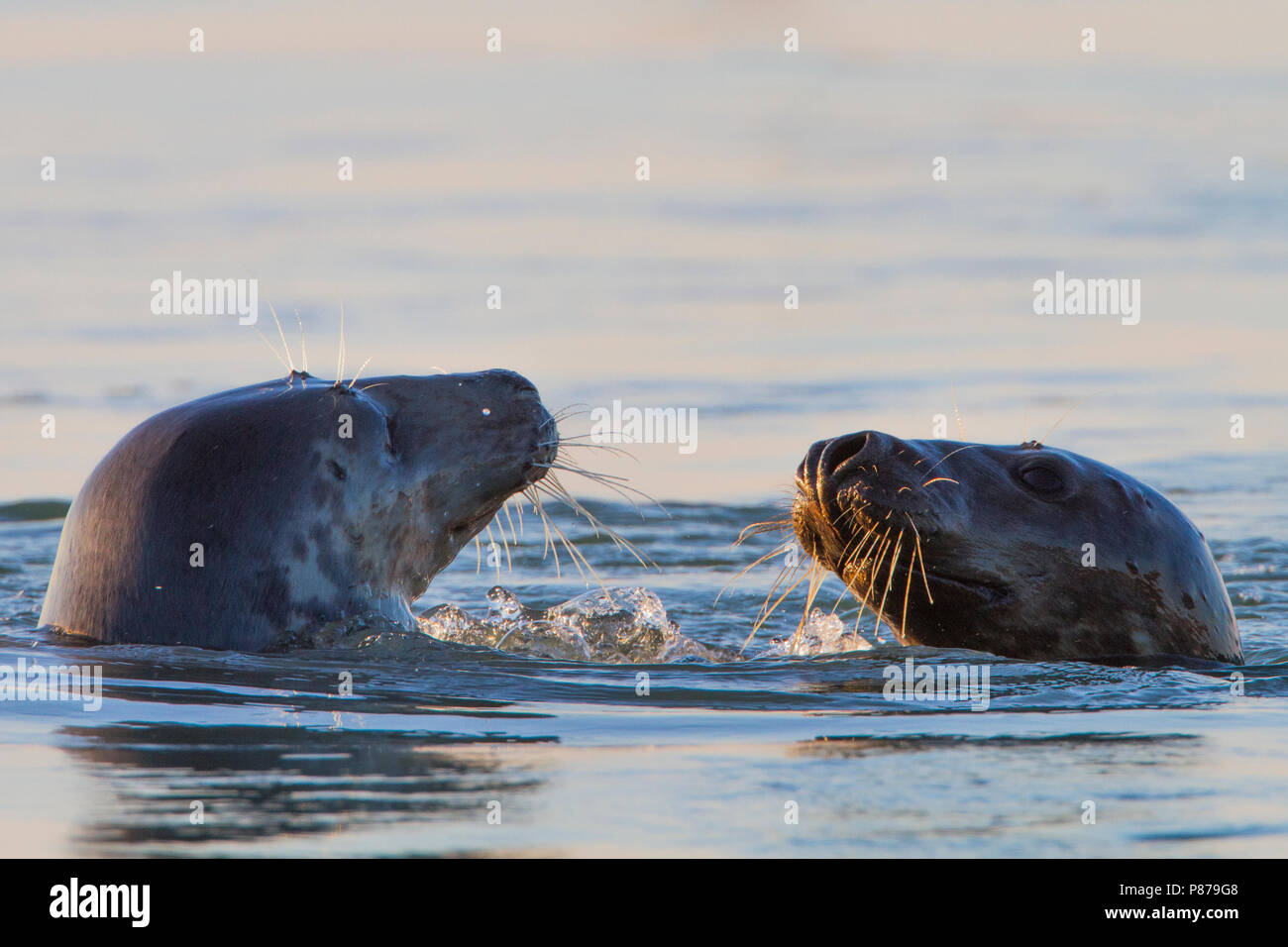 Grijze zeehond zwemmend; Grey Seal swimming Stock Photo