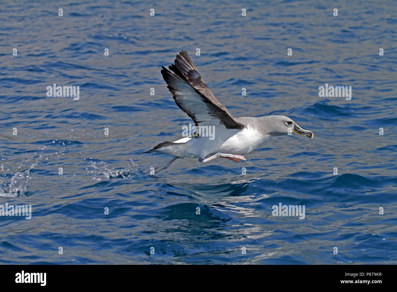 Thalassarche Chrysostoma High Resolution Stock Photography and Images