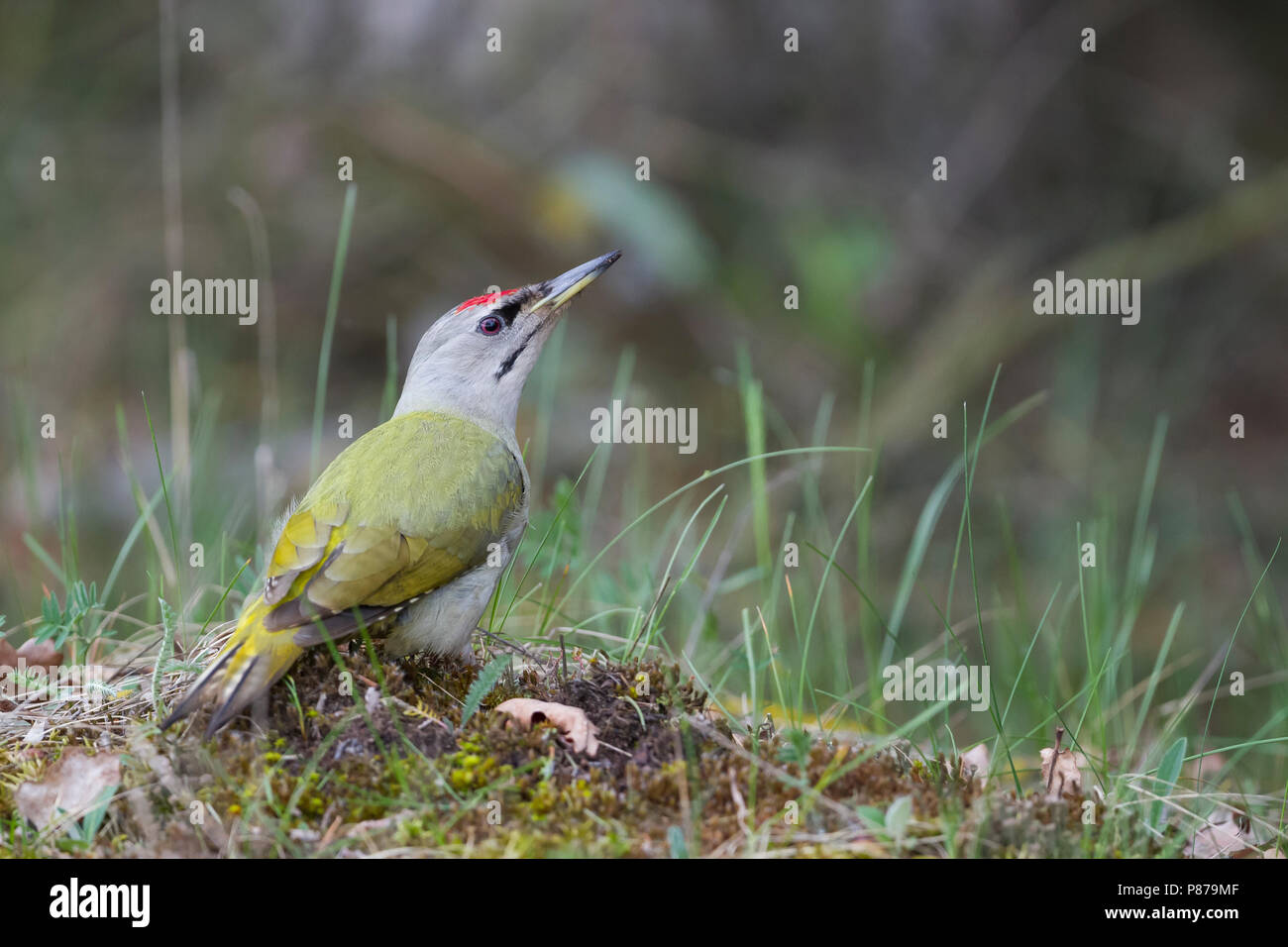 Grey-headed Woodpecker - Grauspecht - Picus canus ssp. canus, Poland, adult, male Stock Photo
