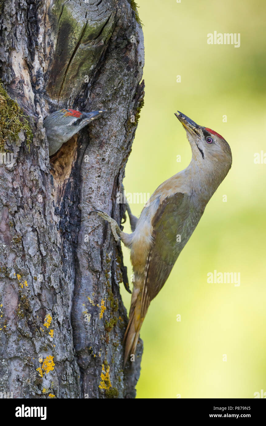 Grey-headed Woodpecker - Grauspecht - Picus canus ssp. canus, Germany, adult, male with juvenile Stock Photo