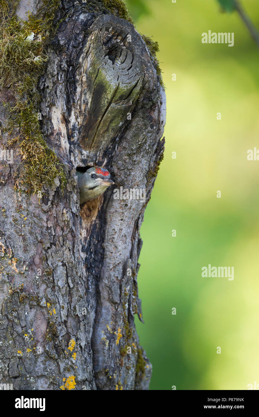 Grey-headed Woodpecker - Grauspecht - Picus canus ssp. canus, Germany, juvenile, male Stock Photo