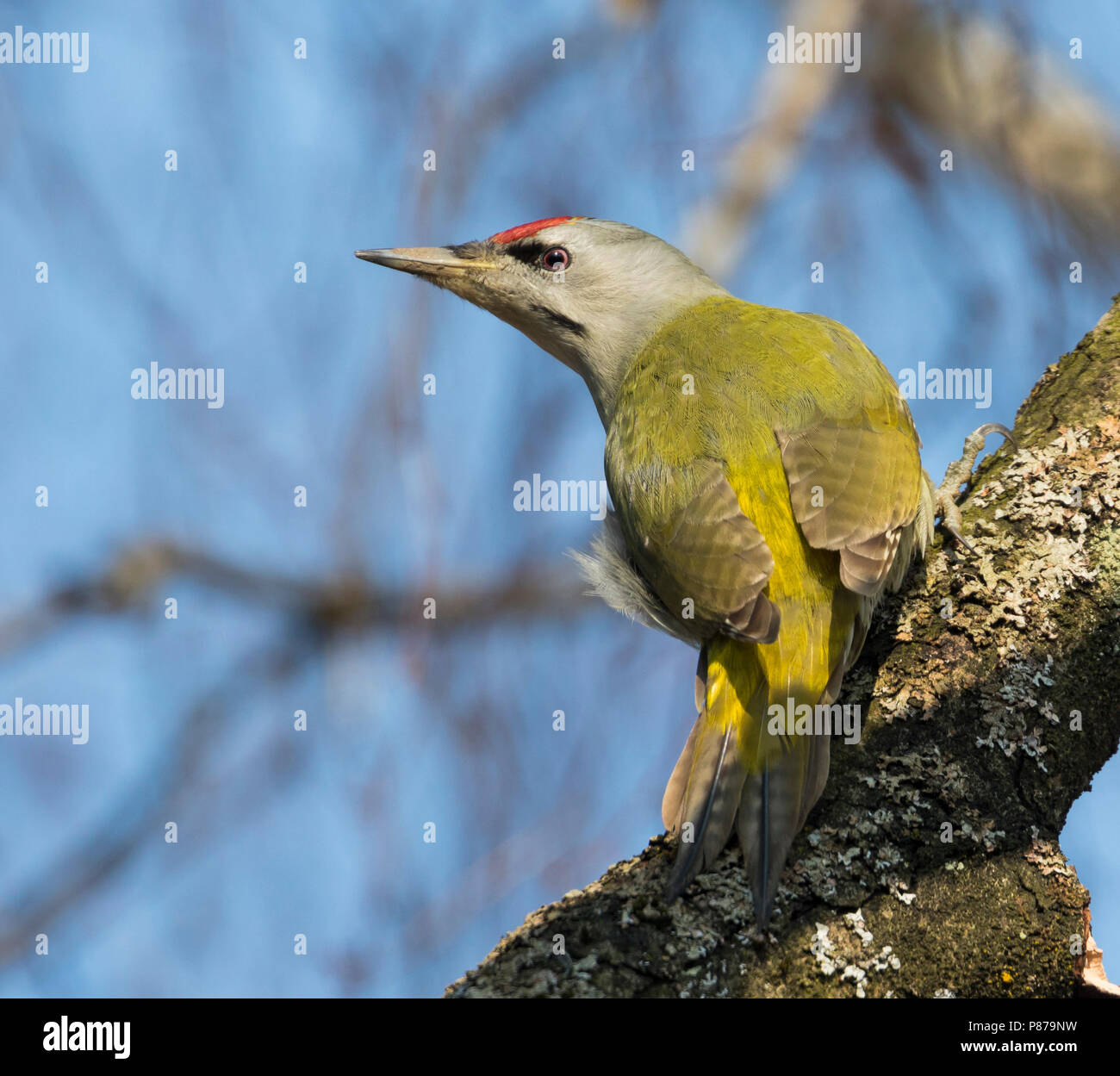Grey-headed Woodpecker - Grauspecht - Picus canus ssp. canus, Germany, adult, male Stock Photo