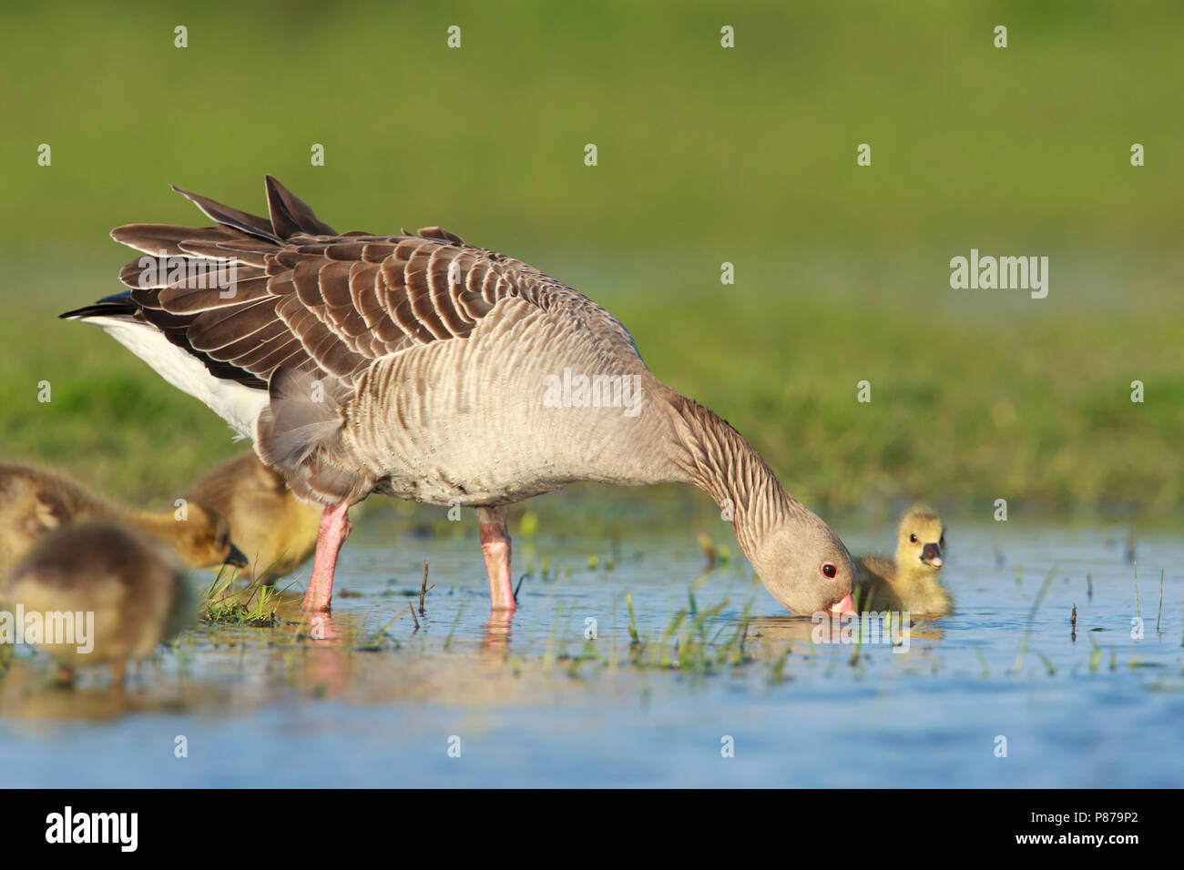 Grauwe Gans met jongen, Grey-lag Goose with chicks Stock Photo