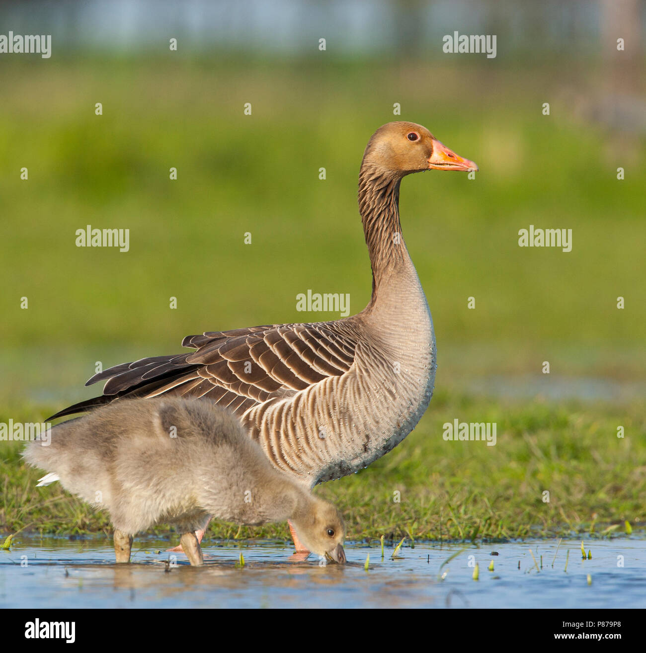 Grauwe Gans met jong, Grey-lag Goose with chick Stock Photo