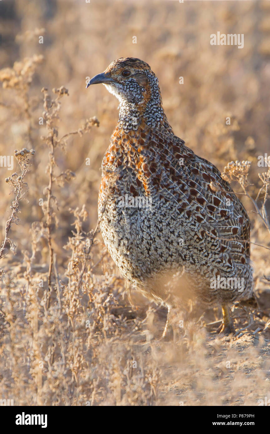 Grey-winged Francolin standing in scrubland Stock Photo