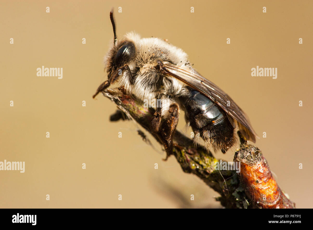 Grijze Zandbij, Andrena vaga Stock Photo