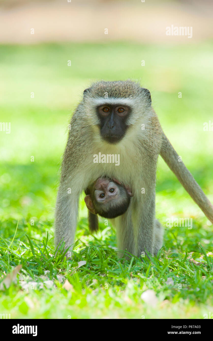ZuidAfrikaanse groene Meerkat met jong, Vervet monkey with young Stock